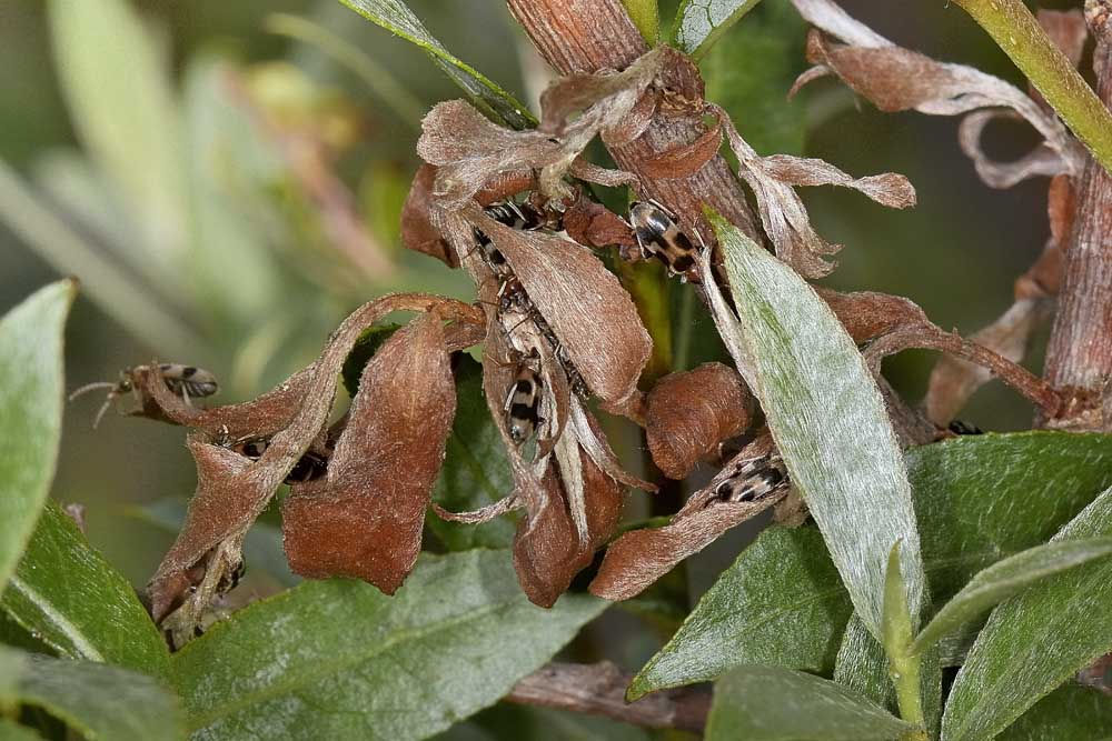 Anthicidae 5: Notoxus brachycerus